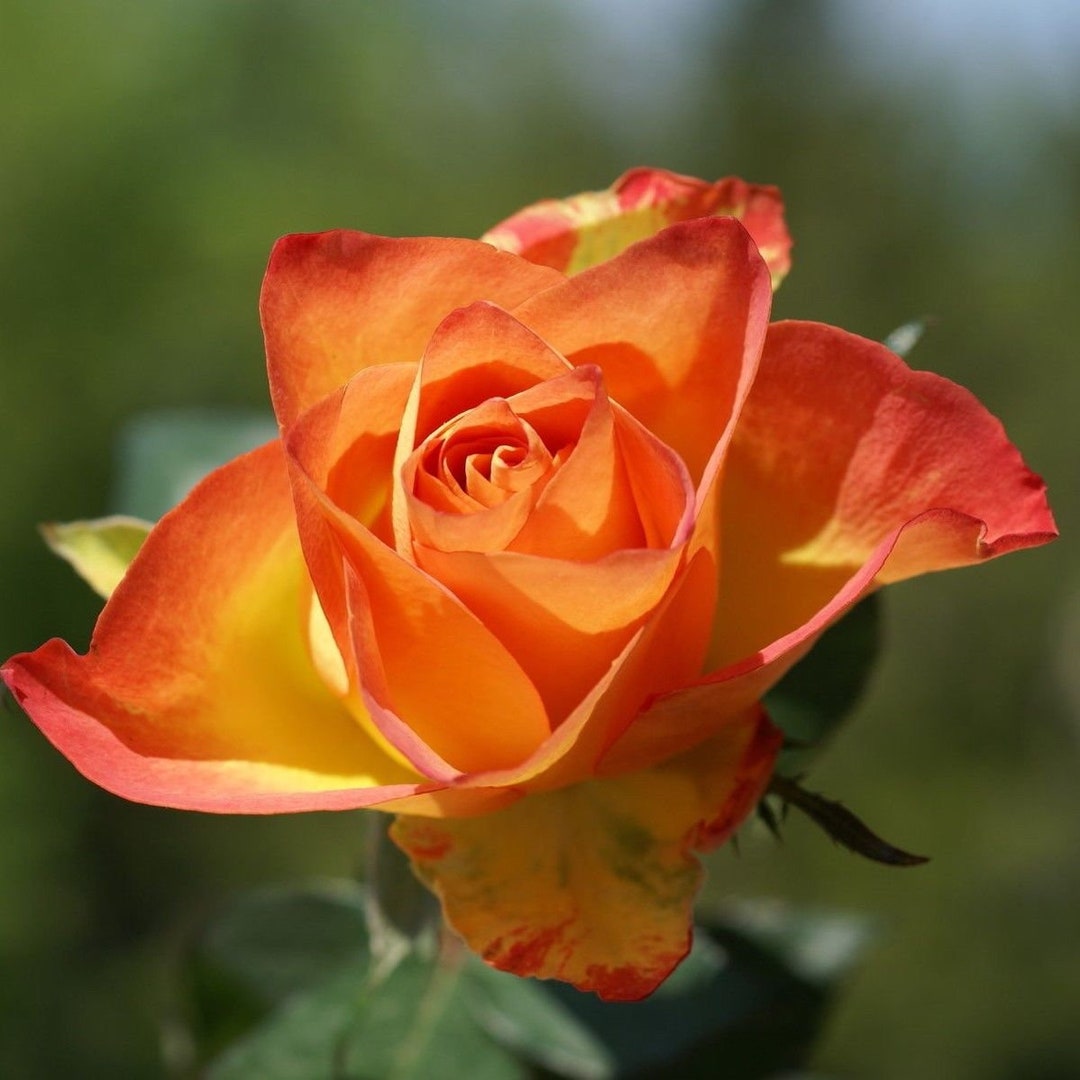 ROSE Sunset 10 50 250 or 1000 Seeds Sowing Instructions in - Etsy