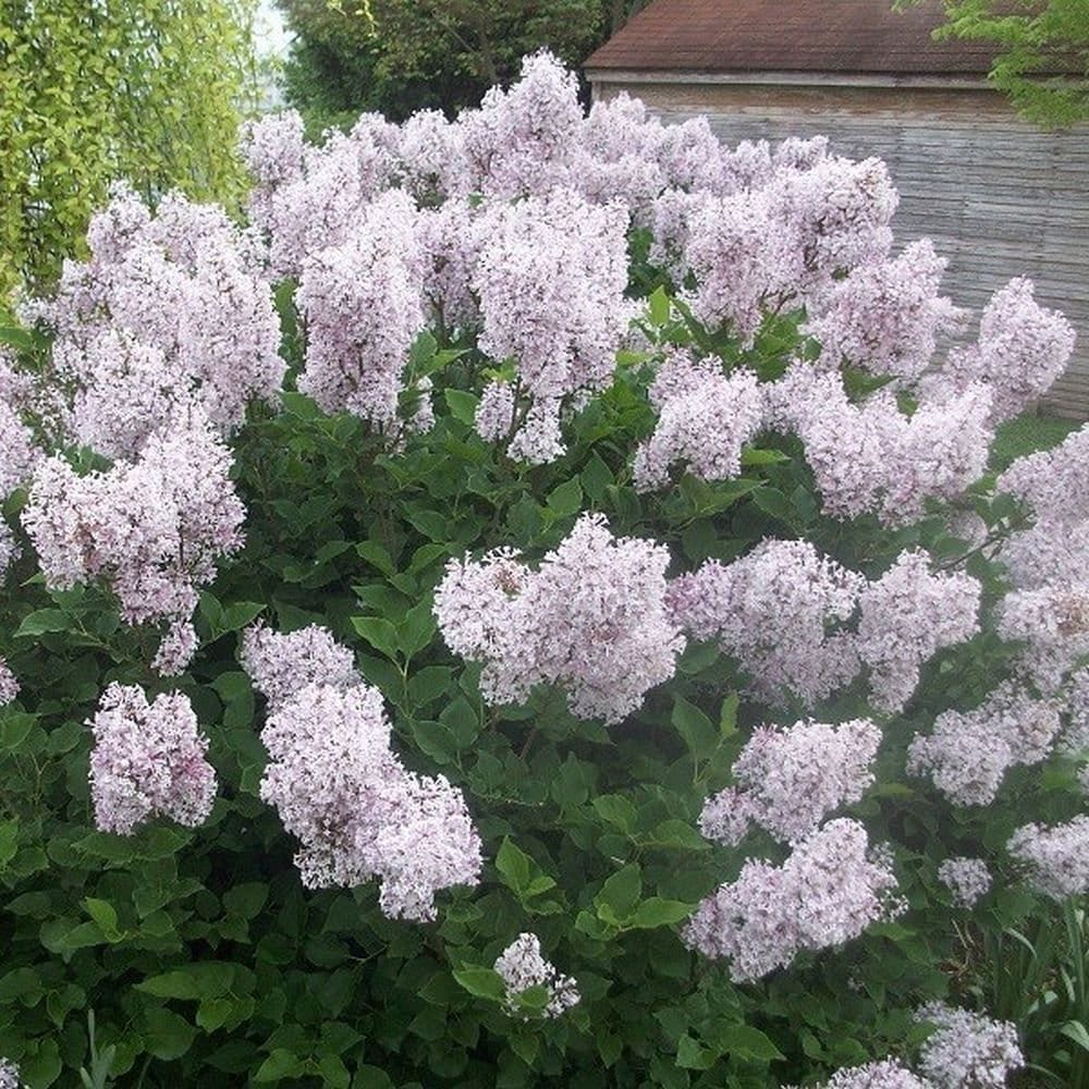 Image of Painting of syringa pubescens tree