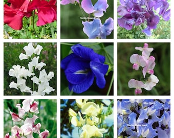 SWEET PEA 9 different colors, varieties, your choice 50 seeds, 1 oz, 4 oz, 1/2 pound or 1 pound  of seeds