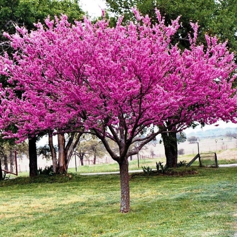 Eastern Redbud cercis canadensis 20 or 200  seeds image 0