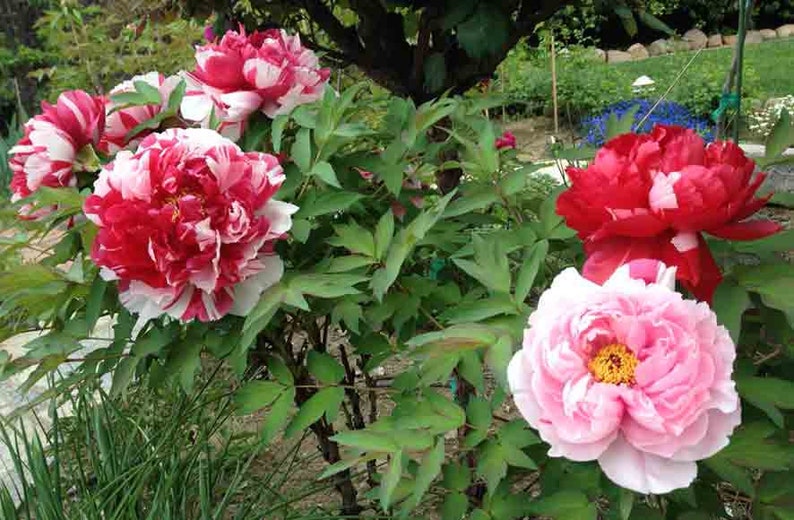 Paeonia suffruticosa SHIMA NISHIKI 5 or 20 seeds Tree Peony Home