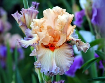 Iris Melange, 10 seeds, sowing instructions in item description