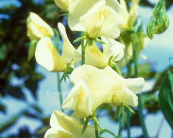 SWEET PEA Mrs. Collier  50 seeds, 1 oz, 4 oz, 1/2 pound, 1 pound or 2 pounds of seeds