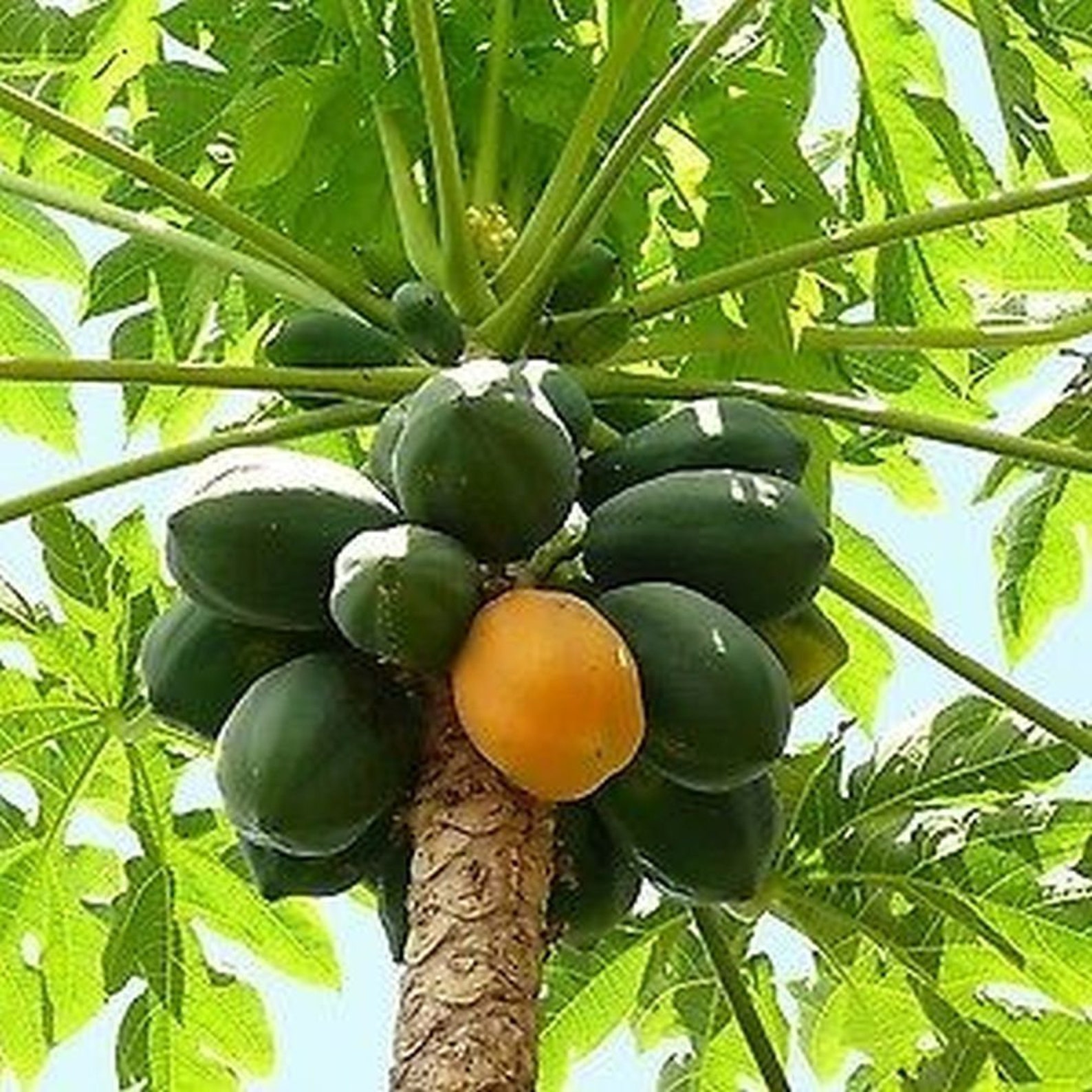 5 of the Most Delicious Papaya Varieties 10 50 100 500 or Etsy