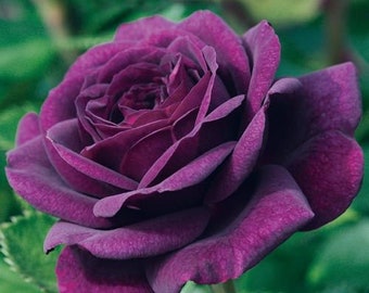 Rose Ebb tide 10, 50, 250 or 1000 seeds, sowing instructions in item description