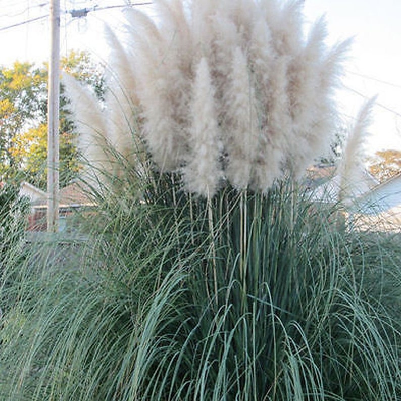 different colors of PAMPAS GRASS cortaderia selloana 500,seeds image 2
