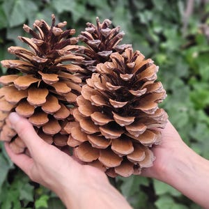 Dekorative Stecknadeln aus Naturmaterialien, perfekt für Bastelarbeiten, Hochzeiten und Wohndekoration.