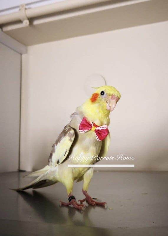 Parrot Bird Bowtie for Forpus Budgie Parrotlet Cockatiel Lovebird