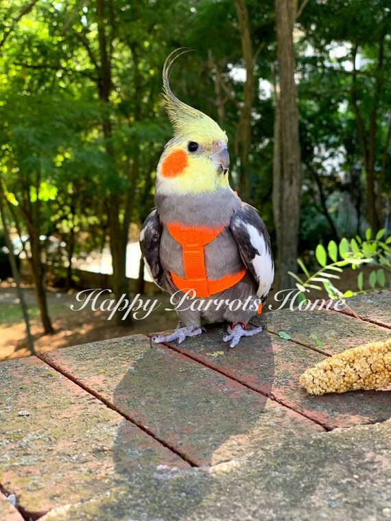 African cockatiel bird 2025