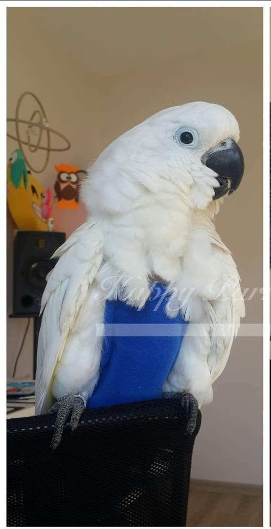 Set Accessori Gabbia Uccelli - 2 Mangiatoie Acciaio E 2 Posatoi Legno | Per Pappagalli E Animali Piccoli - Foto 2