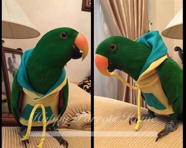 Eclectus split skirt sale