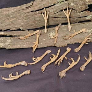 Dried Quail Feet in Different Position - You Choose