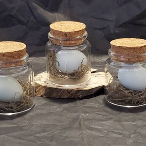 Blown Out Celedon Quail Egg in Glass Jar - Blue Quail Egg - Great for Any Cabinet of Curiosity