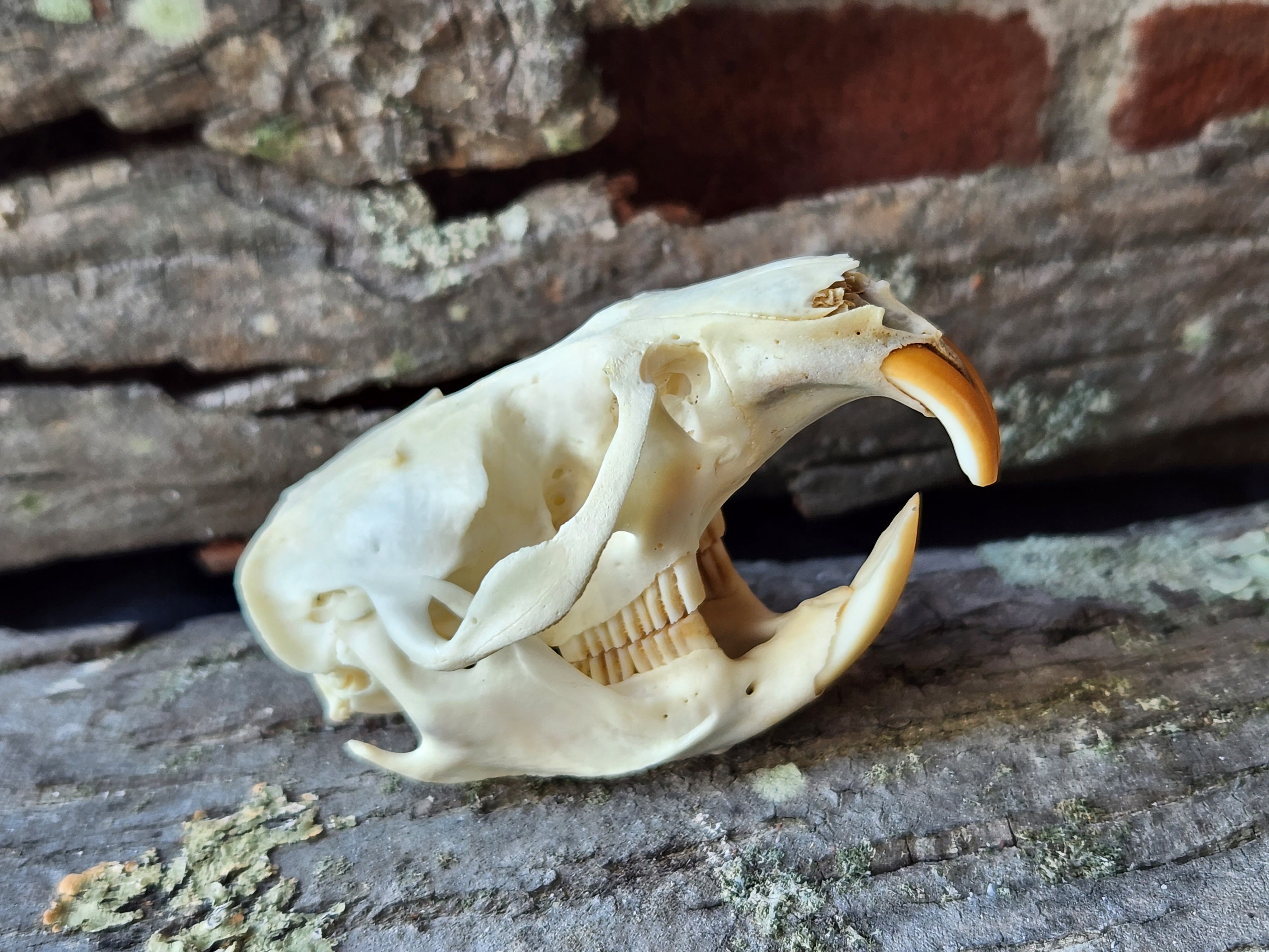One Real Muskrat Skull - Beetle Cleaned - Cabinet of Curiosities