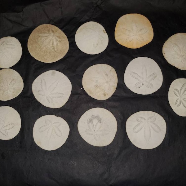 Real Sand Dollars 2.25"-3" - Sand Dollar - Craft Supplies - Beach Party Favors