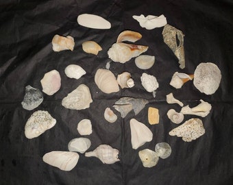 Natural Seashells - Shells - Mix of Broken Shells in different sizes and colors -Crafts - Decor