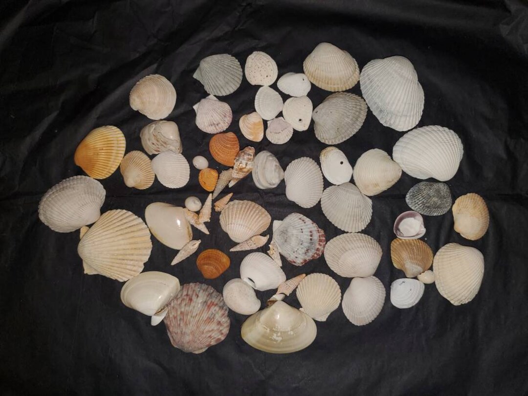 Natural Seashells - Shells - Mix of Sizes and Colors - About 2 Cups ...