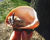 Ratón de unicornio de taxidermia