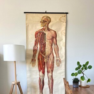 Op de afbeelding: Vintage anatomische kaart van het menselijk lichaam, met spieren en skelet. De illustratie, in rood, bruin en beige tinten, is gemonteerd op een zwarte staaf en hangt aan een witte muur. Een educatief hulpmiddel.