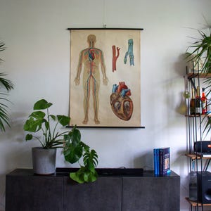 May include: Anatomy chart of the human circulatory system, including the heart, arteries, and veins, hangs on a white wall. A gray cabinet with a potted plant and books sits below. A shelf with bottles and a speaker is to the right.