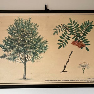 May include: A vintage educational chart featuring illustrations of a rowan tree, its leaves, berries, and flower. The chart is titled "JEAR OBECNY" and includes text in Polish.