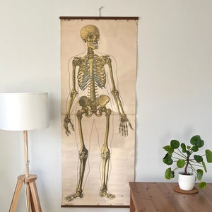 Op de afbeelding: Vintage anatomische kaart van een menselijk skelet, gedrukt op crèmekleurig papier, met de tekst "PLATE I" bovenaan.