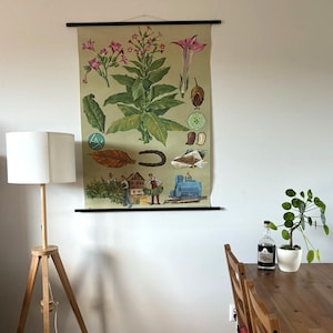 May include: A vintage educational poster depicting the tobacco plant. The poster shows the plant in various stages of growth, from flower to leaf to dried tobacco. It also includes illustrations of the processing of tobacco, including harvesting, drying, and manufacturing.