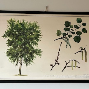 1980 - Vintage School Chart - Botanical Antique - European Antique - Populus Tremula - Tree Chart - Botanical Poster - European Antiquity