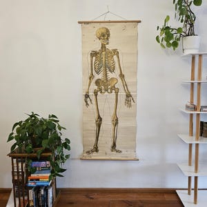 Op de afbeelding: Vintage anatomische kaart van een menselijk skelet, tentoongesteld aan een muur. De kaart bevat gedetailleerde illustraties van het skeletstelsel in tinten beige en bruin. De kaart is opgehangen aan een houten staaf.