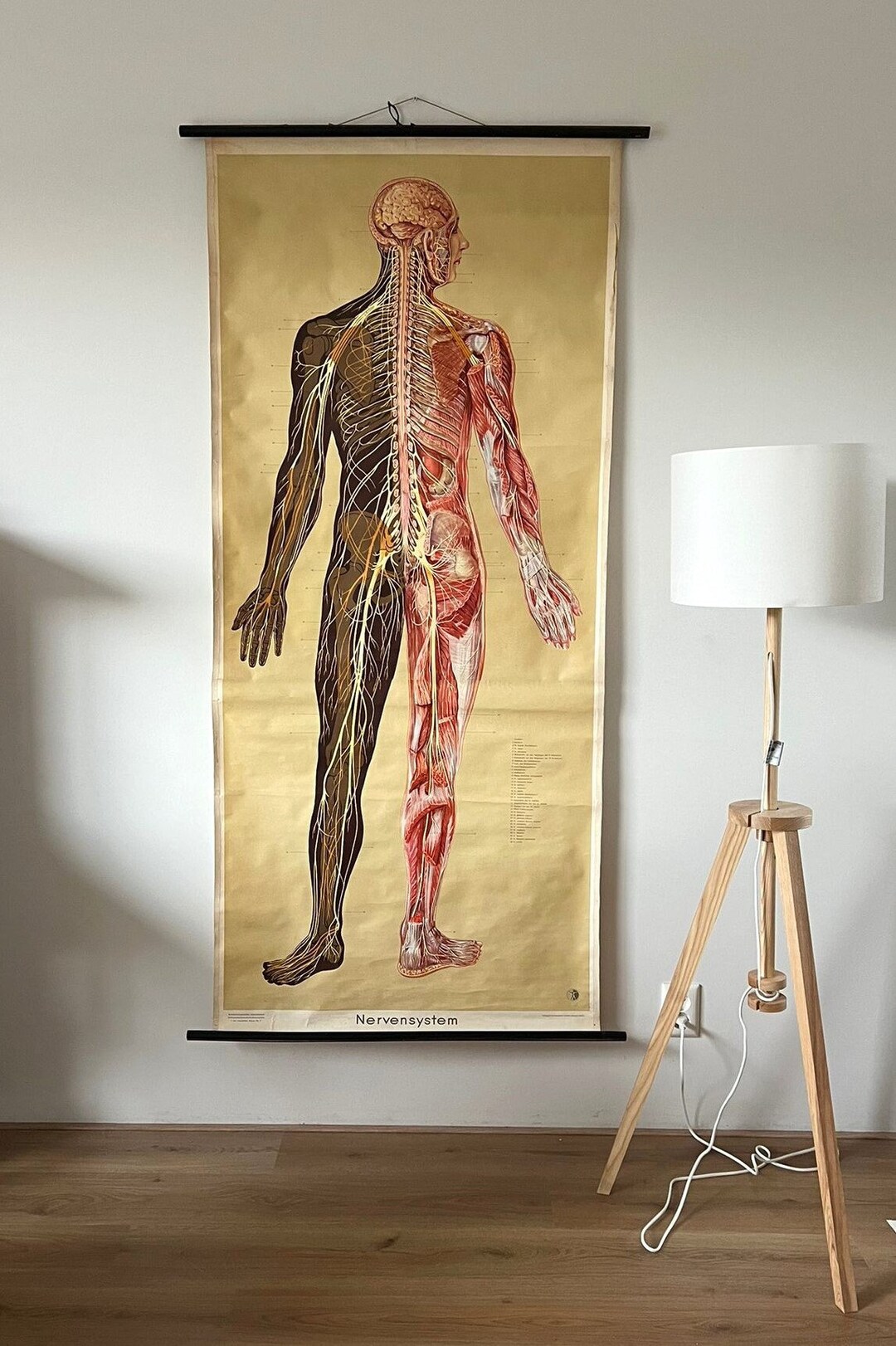 1950 Pull Down Chart Anatomy Wall Chart Vintage School Chart Human ...