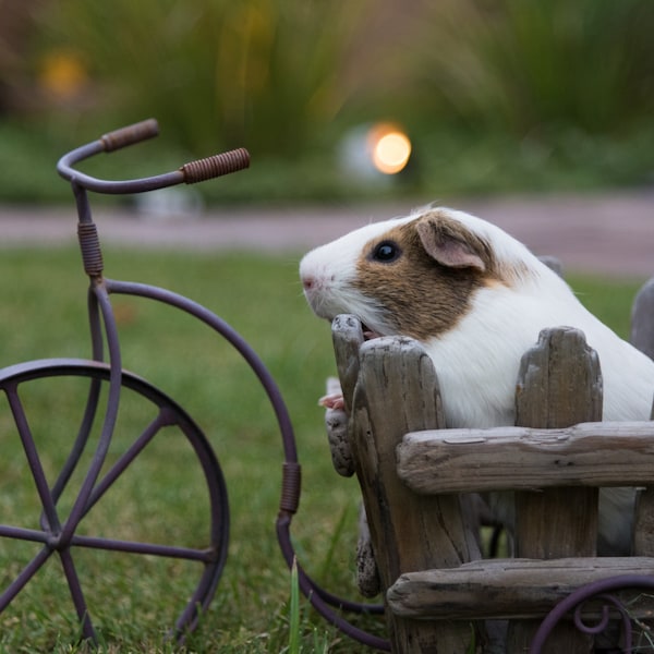 Pet Guinea Pig Wallpaper