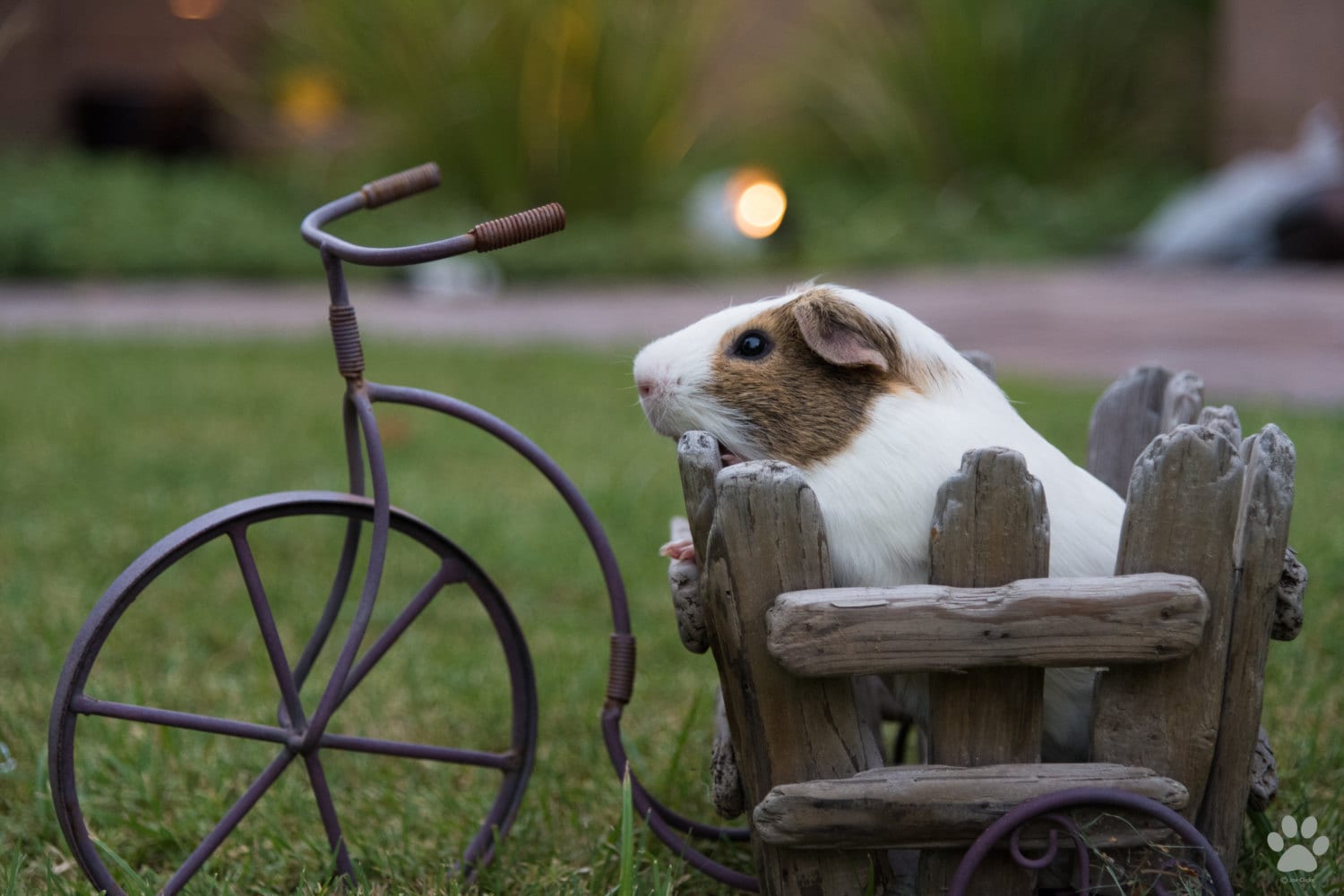 Why Thousands of Guinea Pigs are Choosing These Handmade Guinea Pig Toys |  Small Pet Select Blogs | Small Pet Select, image size:1500x1001