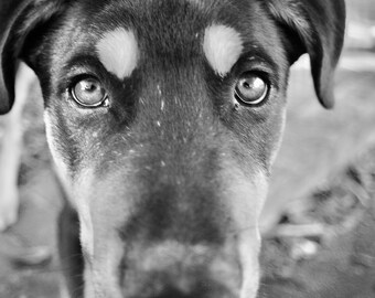 Cachorro blanco y negro