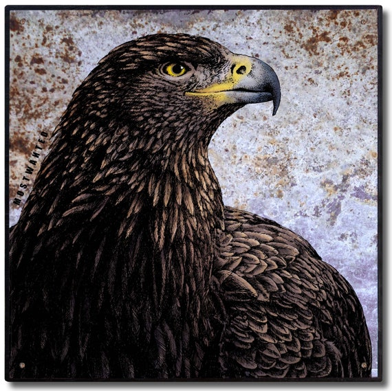 Golden Eagle Colored Pen Ink Drawing Image Transfer On Old Barn Tin 1025 X 1025 Inches