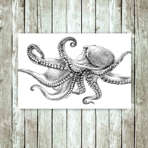 Poster, Octopus, pen & ink drawing, black/white, art print, Giclée print