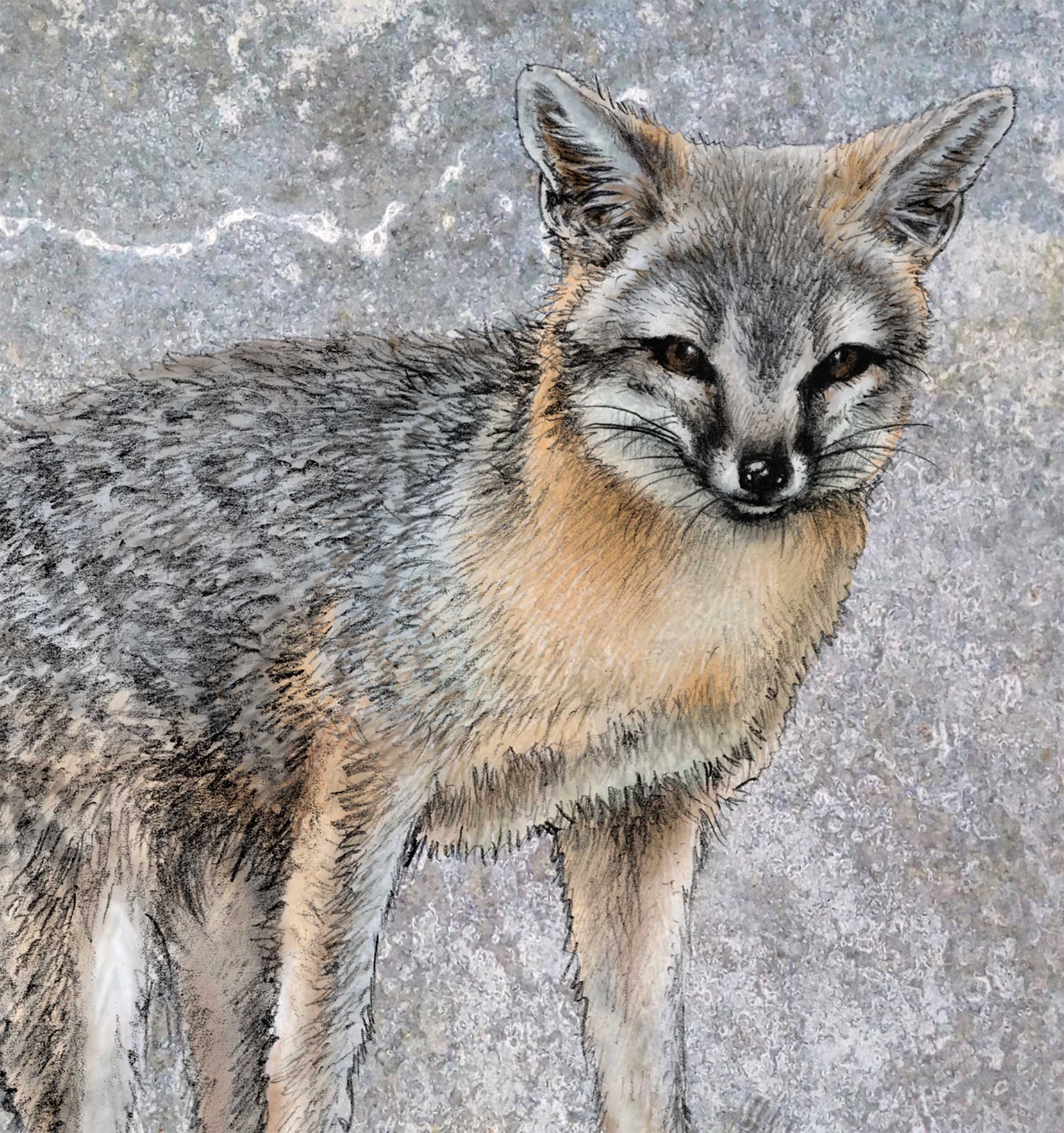 Grey Fox fox drawing colored pencil drawing artwork Etsy