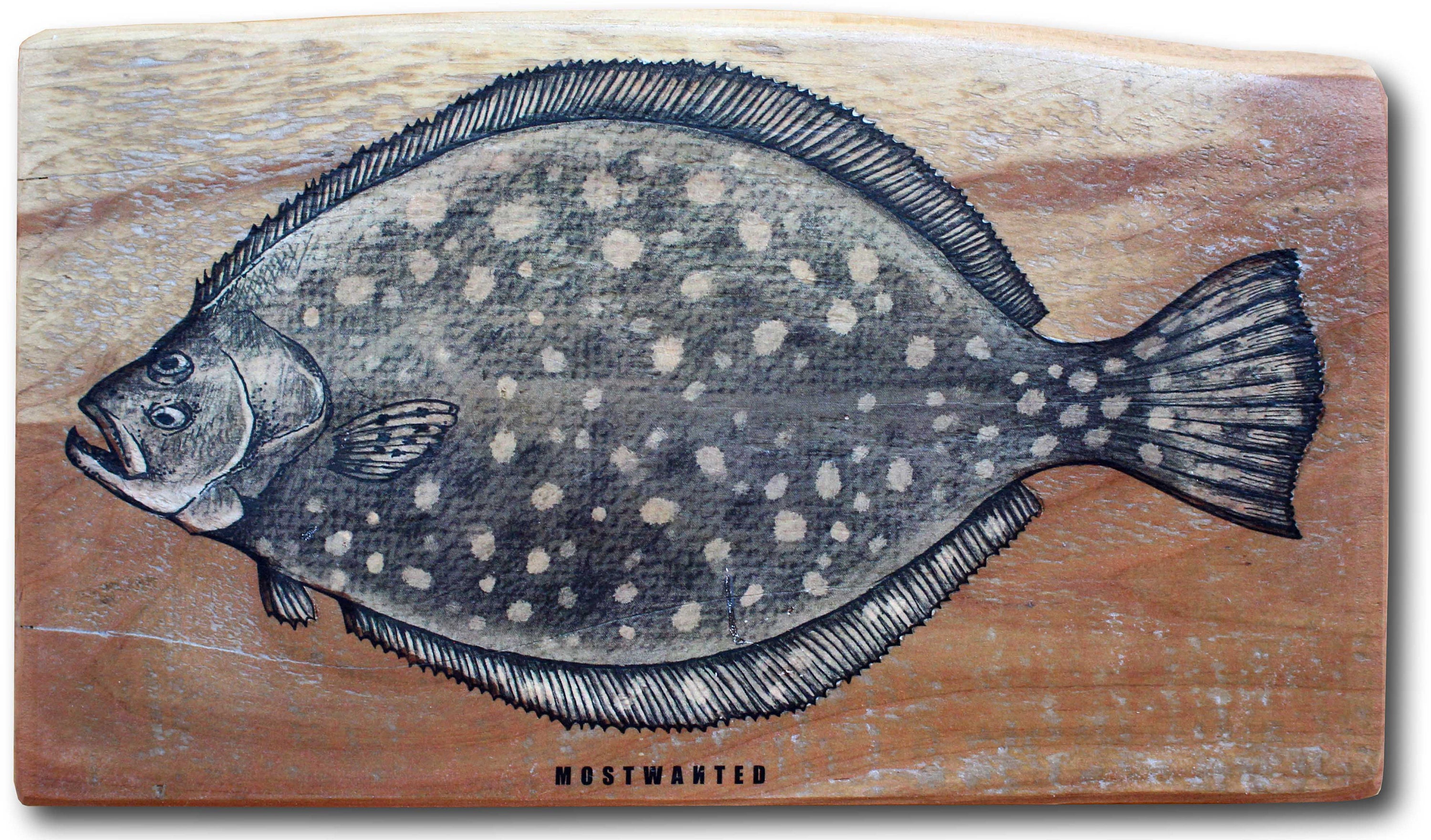 Flounder, Southern Flounder, Lefteyed Flounder, colored pencil drawing, image transfer on red
