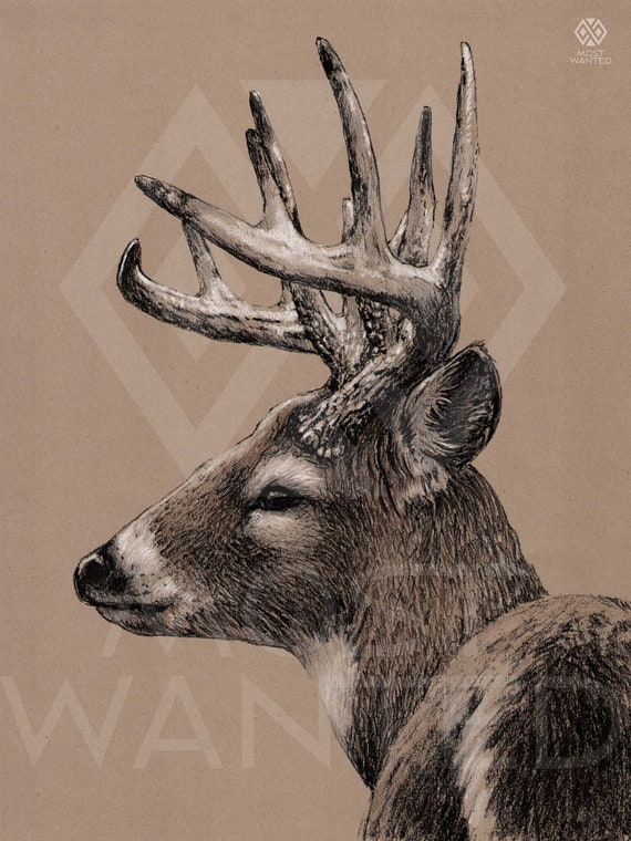 Paper 2024 deer head