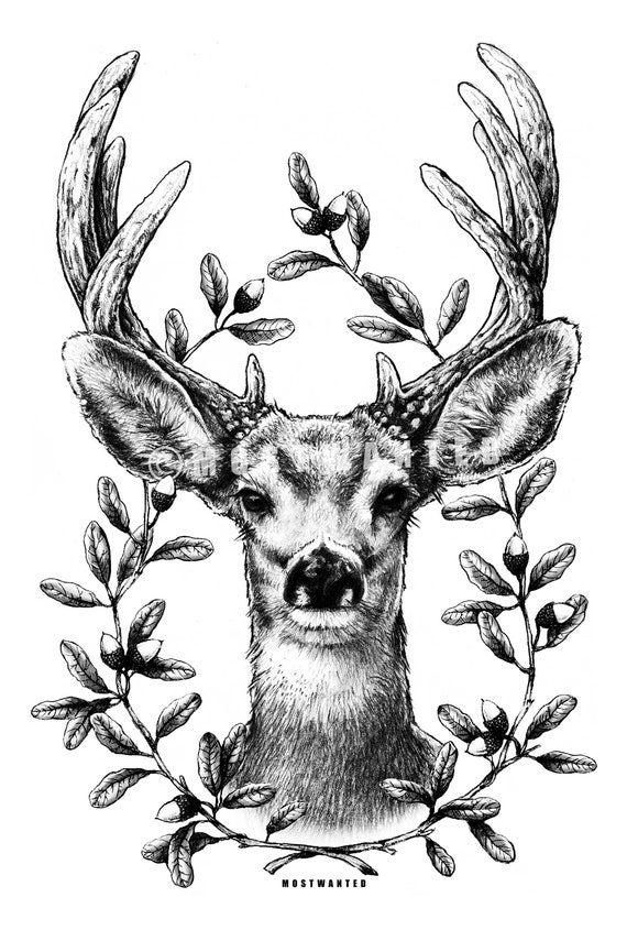 Whitetail Buck Head Drawing