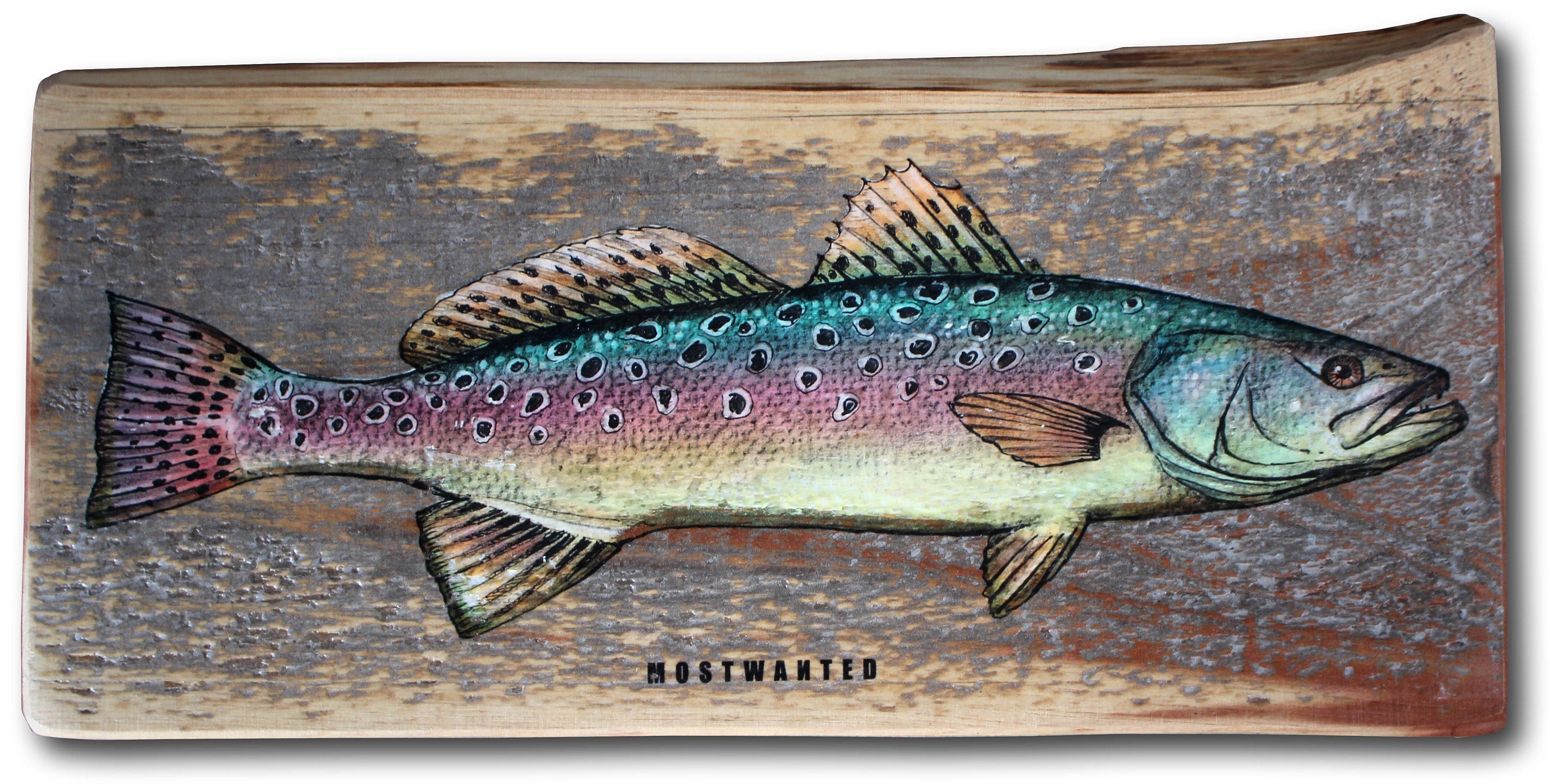 Speckled Trout, colored pencil drawing, image transfer on red