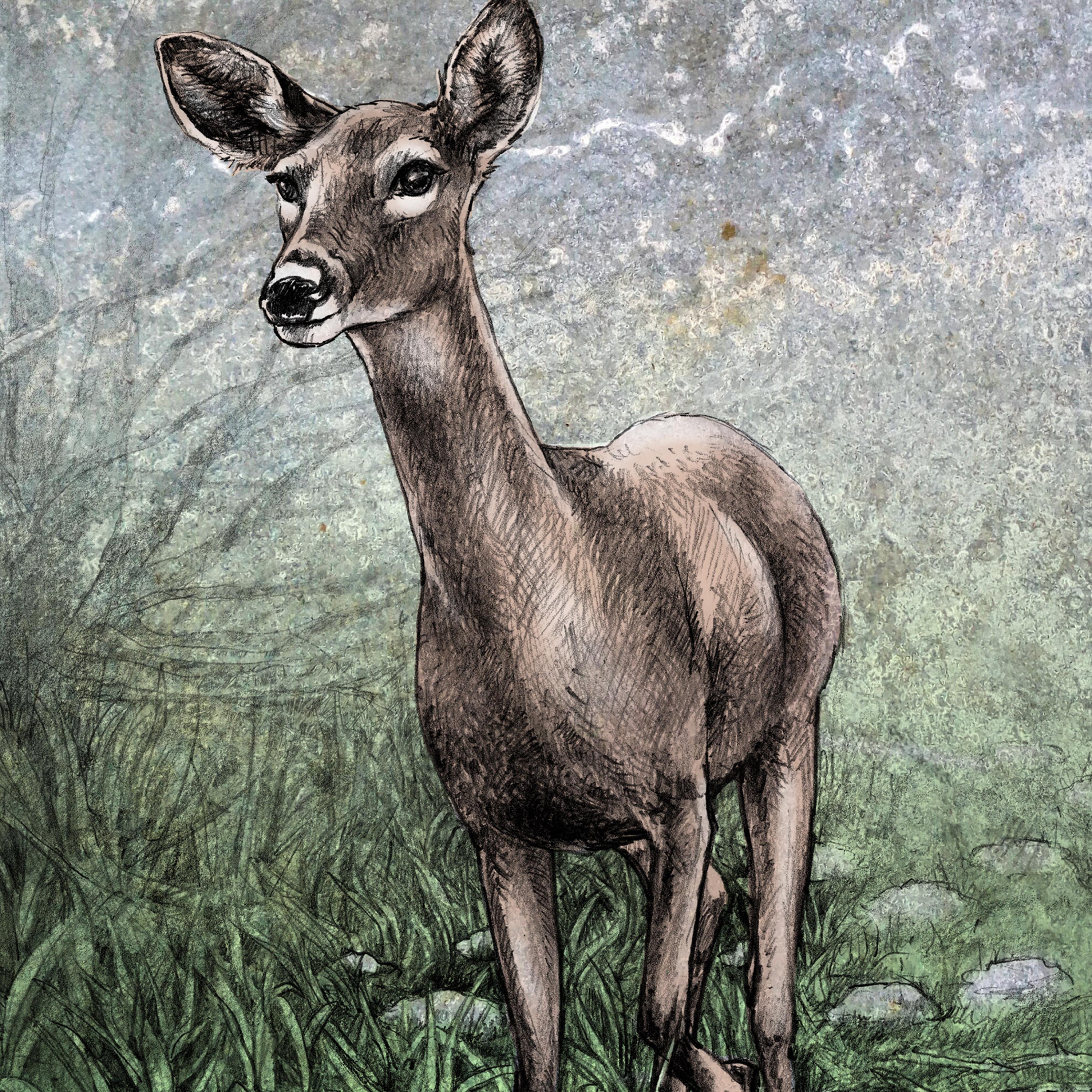 Doe, Whitetail deer, colored pencil drawing, artwork transfer on rusty