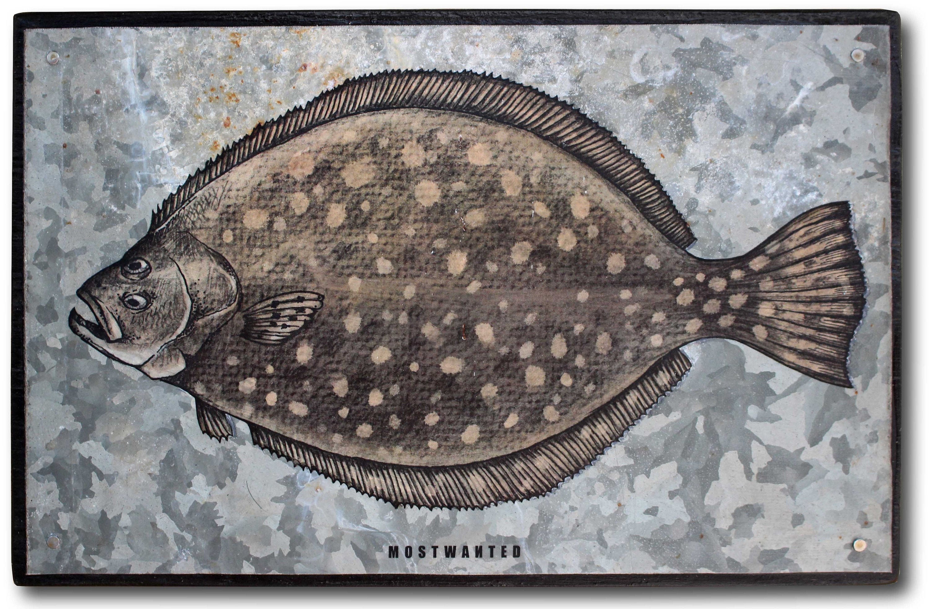 Flounder, Southern Flounder, Lefteyed Flounder, colored pencil drawing, image transfer on old