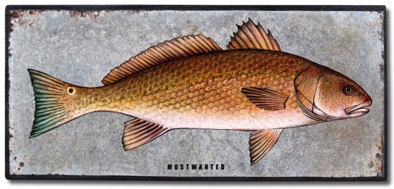 Redfish Red Drum Colored Pencil Drawing Transfer On Rusty Etsy
