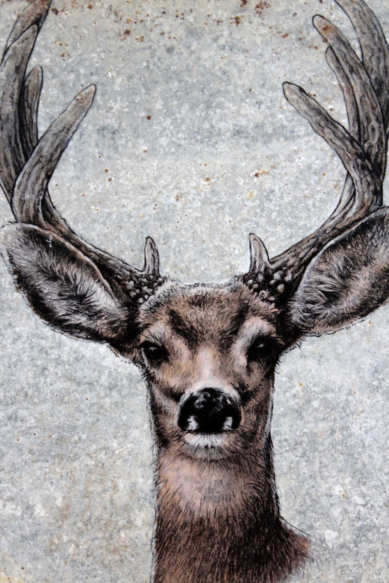 Whitetail Buck Deer Head Antlers Beauty Colored Pencil Etsy