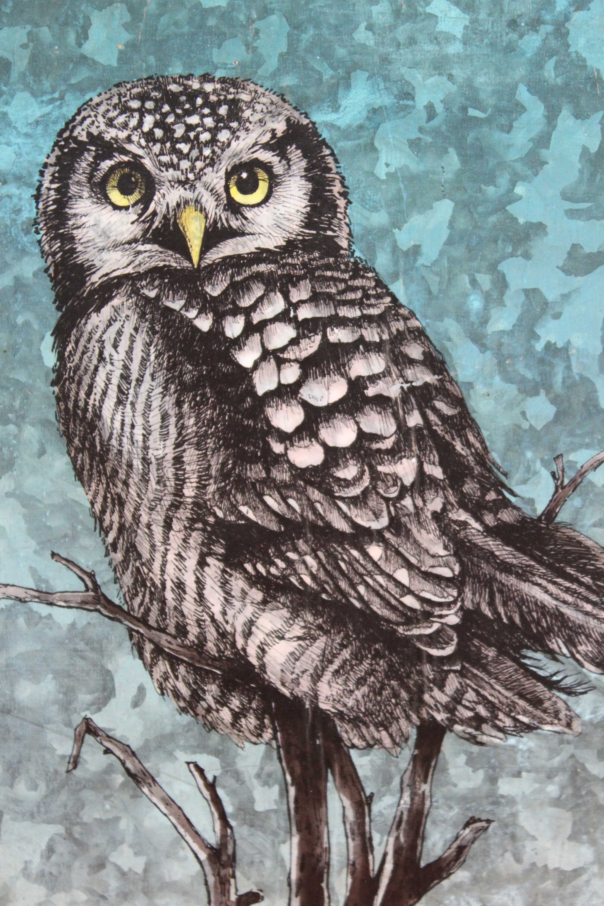  Owl Northern Hawk Owl bird drawing pen ink drawing artwork 
