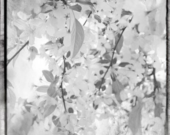 Abstract Black and White Spring Flowers, Flowering Crabapple Tree Blossoms, Nature Photography, Nuetral Fine Art Print, Feminine Wall Art