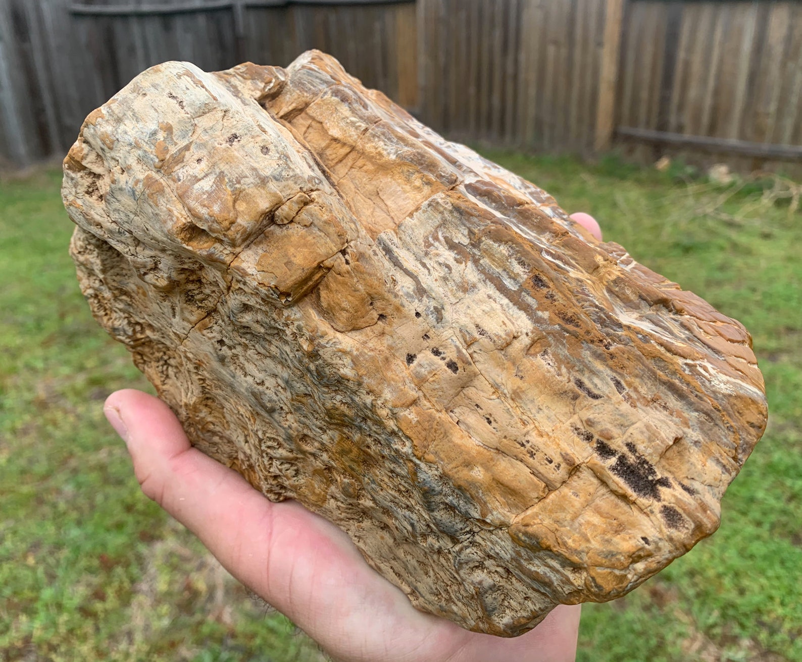 Texas Natural Petrified Wood Unique Large Fossil Rotted Buggy Etsy