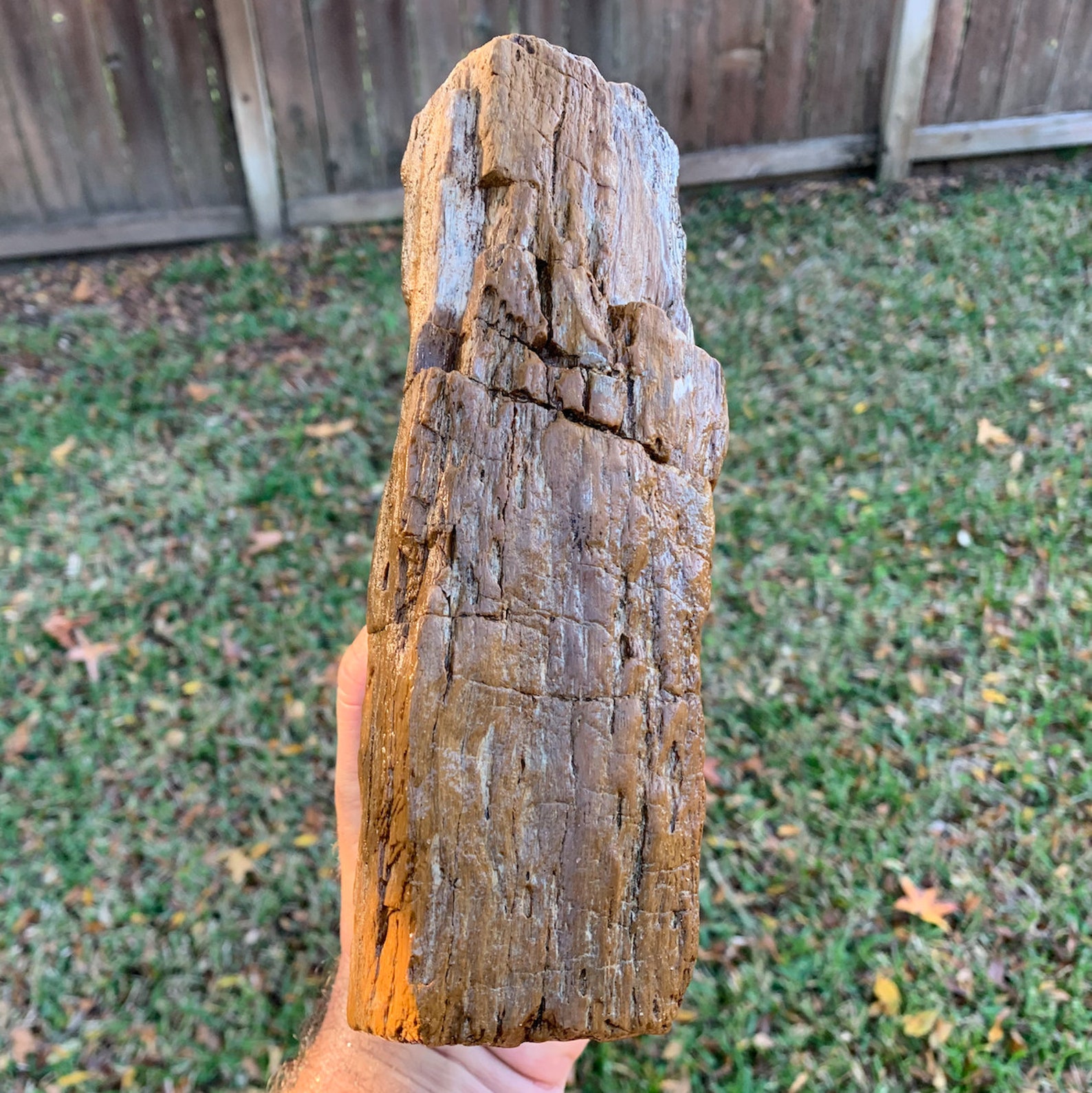 Texas Petrified Large Oak Wood Rotted Log W/ Healing Scar Etsy