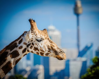 Sydney Zoo, Giraffe Print, Sydney Harbour Bridge, Taronga Park Zoo, Australia Photograph, Nursery Decor, Travel Poster, Birthday Gift for