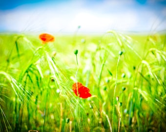 Red Poppies Wall Art, Field of Flowers, Rīga Latvia, Blue sky and clouds, Floral Nursery Decor, Nature photography print, meadow bloom